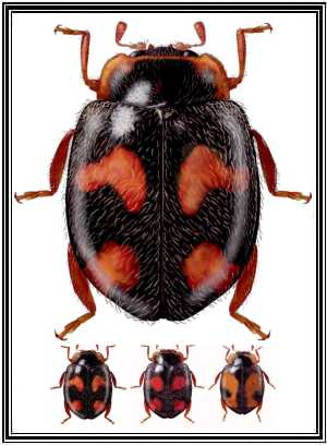Neorhizobius sanguinolentus