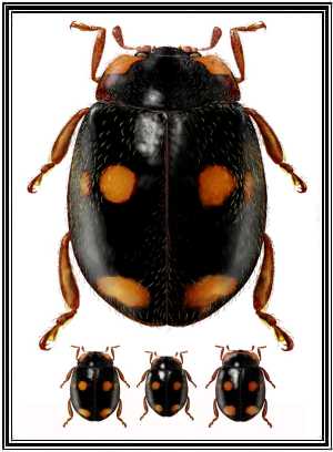 Neorhizobius sp.