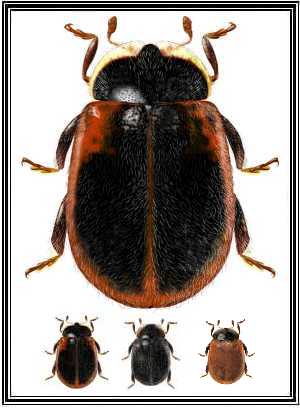 Neoryssomus variabilis