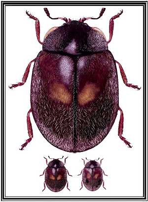Nothocolus biimpressus
