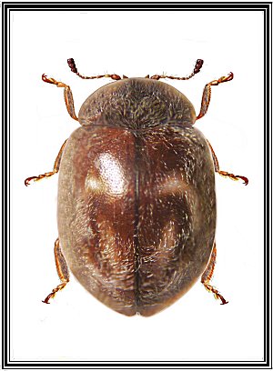 Nothocolus sp.