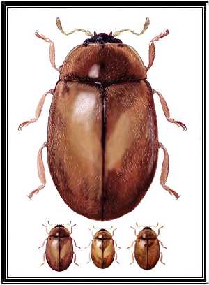 Nothocolus indefinitus