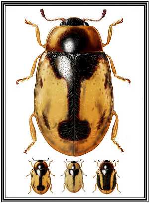 Nothocolus omissus