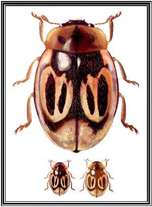 Nothocolus porteri