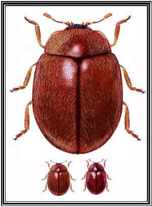 Nothocolus sicardi