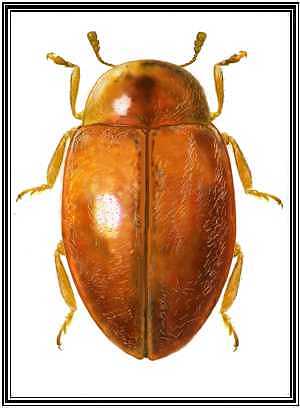Orynipus chilensis