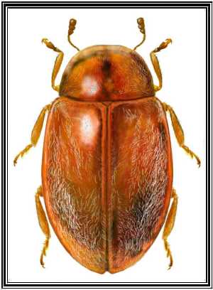 Orynipus ultimensis