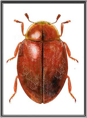 Orynipus ashworthi