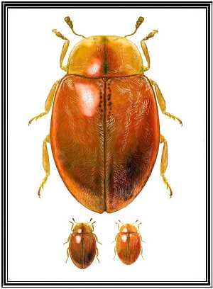 Orynipus darwini