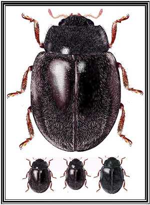 Planorbata depressa