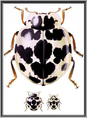 Psyllobora picta