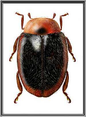 Rhizoryssomus ruficollis