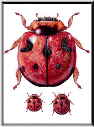 Rodolia cardinalis