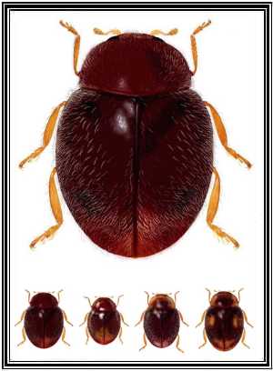 Scymnobius aricaensis