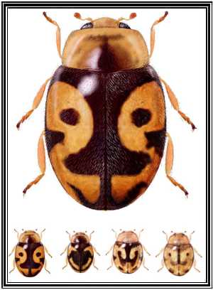 Scymnobius galapagoensis