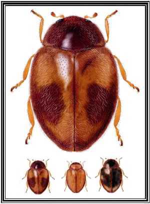 Scymnobius triangularis