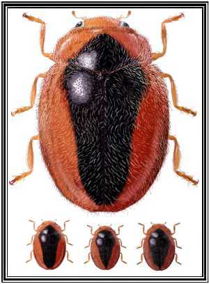 Scymnus loewii