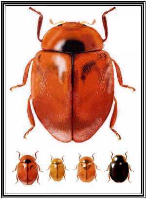 Scymnus rubicundus