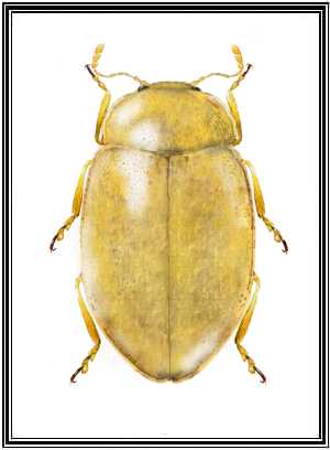 Stenadalia laskarensis
