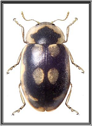 Stenadalia laskarensis