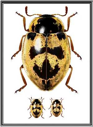Stenadalia nigrodorsata