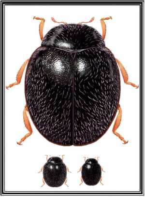 Stethorus histrio