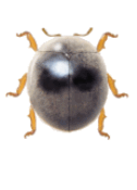 Azya luteipes