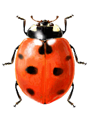 Coccinella septempunctata