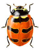 Coccinella trifasciata