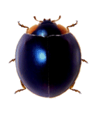 Curinus coeruleus