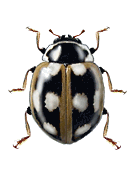 Cycloneda areata