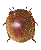 Dioria sordida
