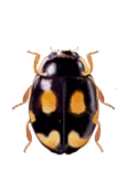 Hyperaspis festiva