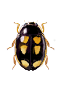 Hyperaspis flavoguttata