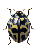 Lioadalia flavomaculata