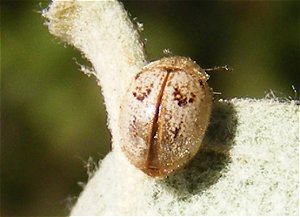 Cranorryssus variegatus