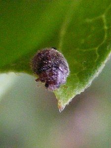 Rhyzobius lophantae  - Adulto