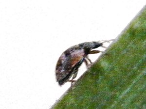 Stenadalia nigrodorsata