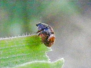Stenadalia nogrodorsata