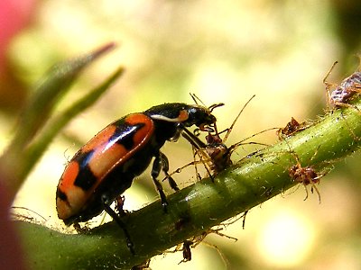 Hippodamia variegata