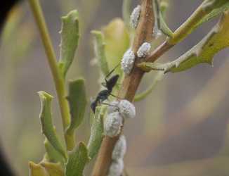 Escamas del pin