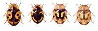 Variaciones en Scymnobius galapagoensis