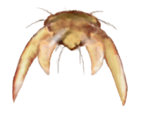 Uña de Scymnus rubicundus