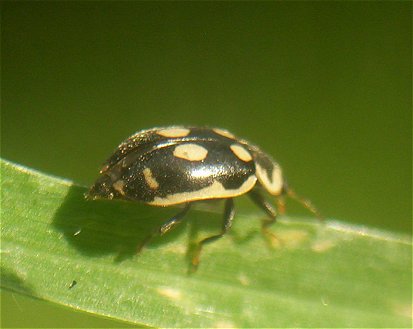 Stenadalia marieae