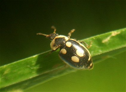 Stenadalia marieae