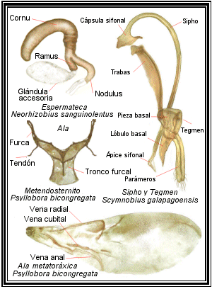 HabitusNothOmmi