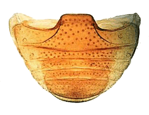 Antena de Psyllobora picta