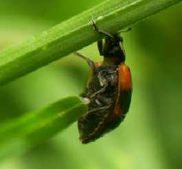 Adalia bipuncata