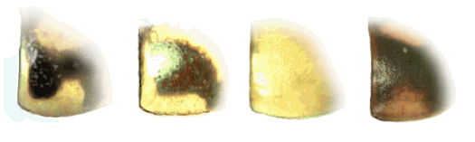 Ápices del élitro de especies de Adalia