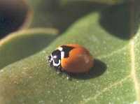 Adalia deficiens sobre hoja de molle